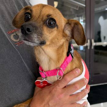Marcy -  Chihuahua and Dachshund Dog for Adoption in Los Angeles, California - Marcy | PetCurious