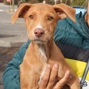 Shepherd and Labrador Retriever Dogs Available for Adoption - Eli | PetCurious