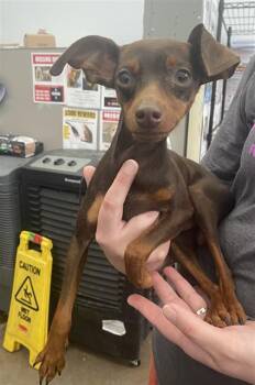 Mixed Breed Dogs Available for Adoption in Dallas, Texas - PRANCER | PetCurious