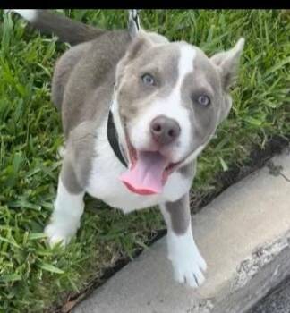 Rescue American Staffordshire Terrier Dogs for Adoption in San Antonio, Texas - DUKE | PetCurious