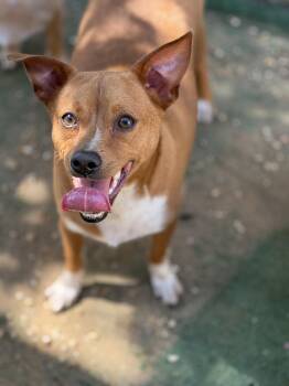 Porthos -  Rat Terrier Dog for Adoption in Jackson, Mississippi - Porthos | PetCurious