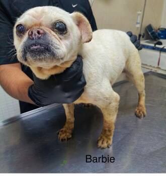 Barbie -  French Bulldog Dog for Adoption in Severance, Colorado - Barbie | PetCurious