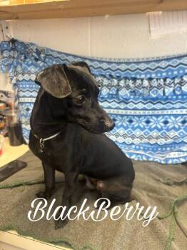 Chihuahua Dogs Available for Adoption - Blackberry | PetCurious