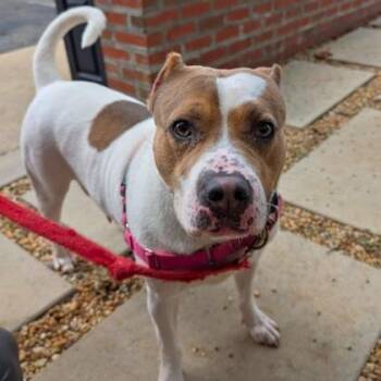 Tanner -  Pit Bull Terrier and Mixed Breed Dog for Adoption in Richmond, Virginia - Tanner | PetCurious