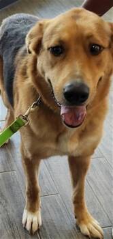 RAPHAEL -  German Shepherd Dog and Great Pyrenees Dog for Adoption in St. Louis, Missouri - RAPHAEL | PetCurious
