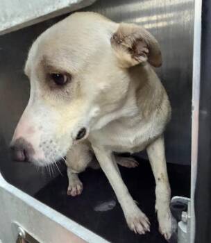 Labrador Retriever Dogs Available for Adoption in San Antonio, Texas - SINGER | PetCurious