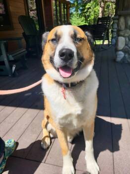 Deuce -  Siberian Husky and Boxer Dog for Adoption in Oxford, Michigan - Deuce | PetCurious