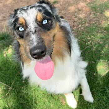 Australian Shepherd Dogs Available for Adoption in Oklahoma City, Oklahoma - Blaze | PetCurious