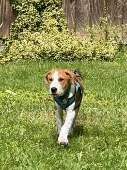 Snoopy -  Terrier and Hound Dog for Adoption in Glocester, Rhode Island - Snoopy | PetCurious