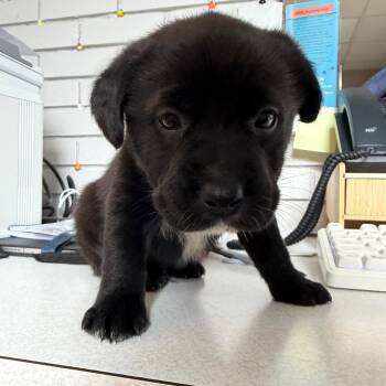 Black Labrador Retriever and Mixed Breed Dogs Available for Adoption - TUSC-Stray-83686 | PetCurious