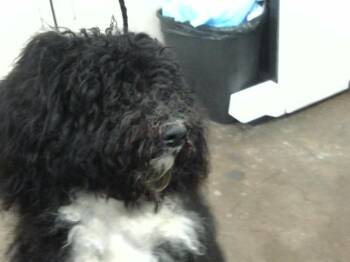 Mixed Breed Dogs Available for Adoption - LILAC | PetCurious