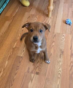 Snickers -  Boxer and Pit Bull Terrier Dog for Adoption in Minneapolis, Minnesota - Snickers | PetCurious
