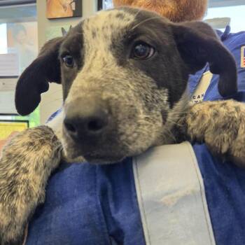 Finn -  Australian Cattle Dog Blue Heeler Dog for Adoption in Marshall, Texas - Finn | PetCurious