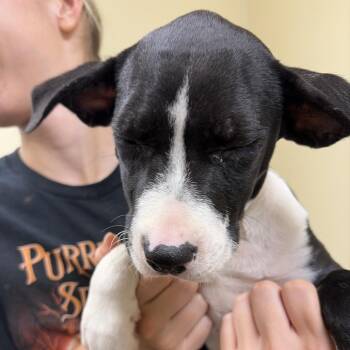 Morgan -  Terrier and Mixed Breed Dog for Adoption in Palestine, Texas - Morgan | PetCurious