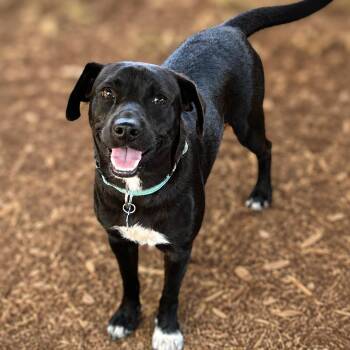Risto -  Black Labrador Retriever and Pug Dog for Adoption in Boerne, Texas - Risto | PetCurious