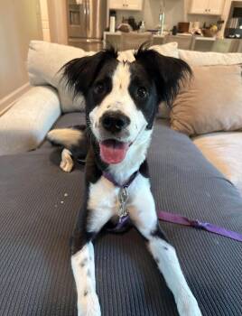 Tigger -  Border Collie Dog for Adoption in Uxbridge, Massachusetts - Tigger | PetCurious