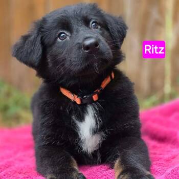 Ritz (PUPPY) -  German Shepherd Dog Dog for Adoption in Greeneville, Tennessee - Ritz (PUPPY) | PetCurious