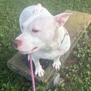 Buttercup -  American Bulldog Dog for Adoption in Memphis, Tennessee - Buttercup | PetCurious