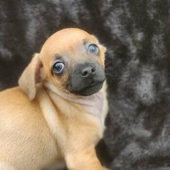 Chihuahua and Dachshund Dogs Available for Adoption in Austin, Texas - Olaf AB | PetCurious