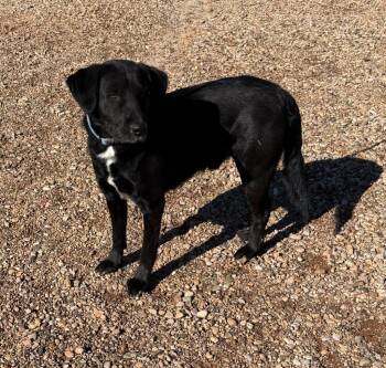 Labrador Retriever Dogs Available for Adoption - Riley | PetCurious