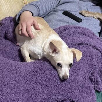 Chihuahua Dogs Available for Adoption - Janis Joplin | PetCurious