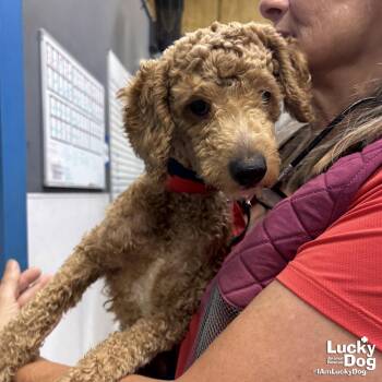 Poodle Dogs Available for Adoption in Washington, District Of Columbia - Corky | PetCurious