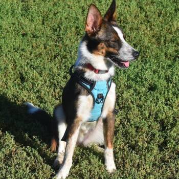 Frizz D71115 -  Border Collie and Cattle Dog Dog for Adoption in Minnetonka, Minnesota - Frizz D71115 | PetCurious