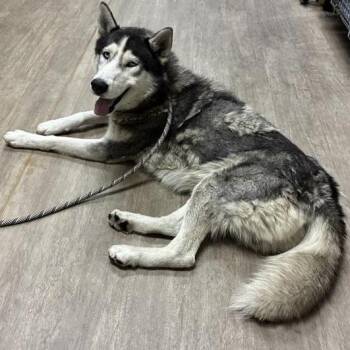 Harvey -  Husky Dog for Adoption in Pasadena, California - Harvey | PetCurious