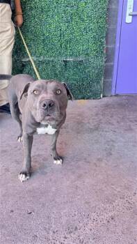 Damu -  Pit Bull Terrier and Mixed Breed Dog for Adoption in El Paso, Texas - Damu | PetCurious