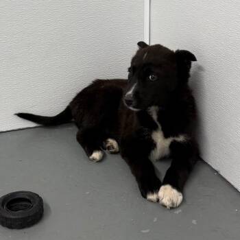 Oscar -  Husky Dog Available for Adoption in Crookston, Minnesota - Oscar | PetCurious