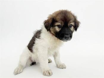 ALLY -  German Shepherd Dog and Mixed Breed Dog for Adoption in Brentwood, Missouri - ALLY | PetCurious
