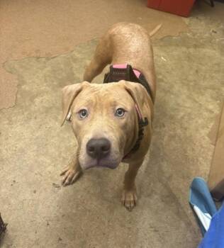 Charlie -  Mixed Breed Dog for Adoption in West Chester, Pennsylvania - Charlie | PetCurious