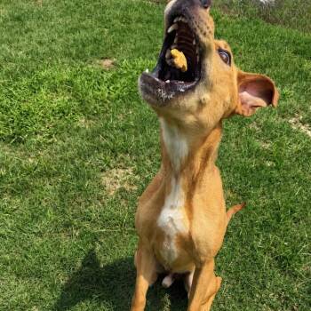 Gobi -  Mixed Breed Dog for Adoption - Gobi | PetCurious