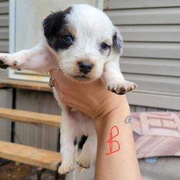 Australian Shepherd and Australian Cattle Dog Blue Heeler Dogs Available for Adoption in Marshall, Texas - Dakota | PetCurious