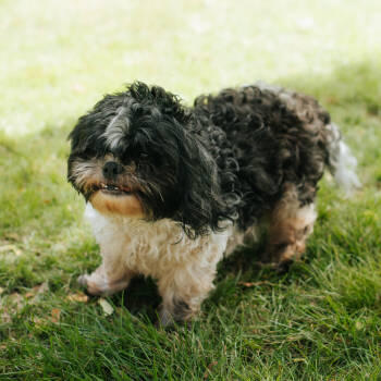 Rescue Shih Tzu Dogs for Adoption in Northbrook, Illinois - Sherb | PetCurious