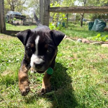 Mixed Breed Dogs Available for Adoption in Buffalo, Minnesota - Portobello | PetCurious