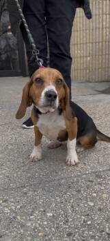 Beagle Dogs Available for Adoption - Muffin | PetCurious