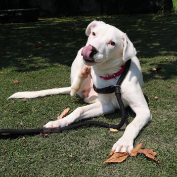 Casper -  Mixed Breed Dog for Adoption in Saint Charles, Missouri - Casper | PetCurious