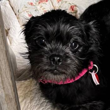 Brussels Griffon and Shih Tzu Dogs Available for Adoption in Copiague, New York - Zucchini | PetCurious