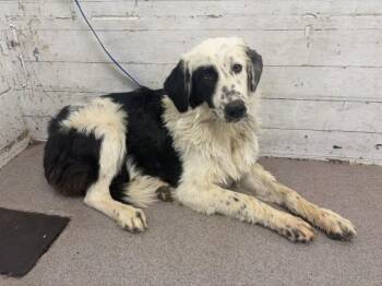 FIFI -  Australian Shepherd and Mixed Breed Dog for Adoption in San Bernardino, California - FIFI | PetCurious