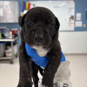 Bjour -  Mixed Breed Dog for Adoption in Indianapolis, Indiana - Bjour | PetCurious
