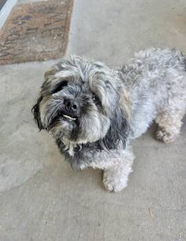 Shih Tzu and Yorkshire Terrier Dogs Available for Adoption in Fosters, Alabama - JUNO | PetCurious