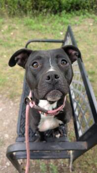 Rescue Terrier Dogs for Adoption in Ashland, Ohio - Confetti | PetCurious