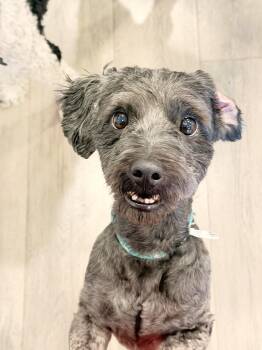 Poodle Dogs Available for Adoption in Salt Lake City, Utah - Dusty Bun | PetCurious