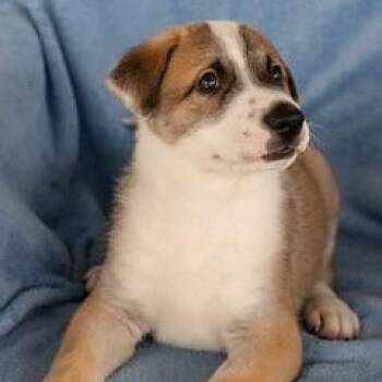 PJ -  Anatolian Shepherd Dog for Adoption in Pflugerville, Texas - PJ | PetCurious