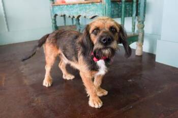 Waylon -  Border Terrier and Beagle Dog for Adoption in San Antonio, Texas - Waylon | PetCurious