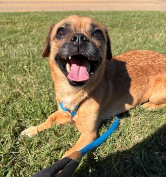 Hugo -  Pug and Dachshund Dog for Adoption in Stillwater, Oklahoma - Hugo | PetCurious