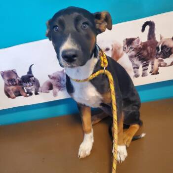 Zara -  Mixed Breed Dog for Adoption in Jefferson City, Tennessee - Zara | PetCurious