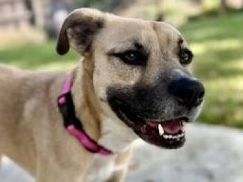 Mixed Breed Dogs Available for Adoption - Izzy | PetCurious