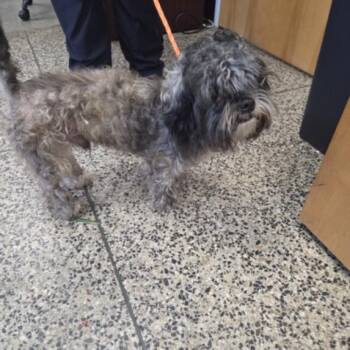 A047737 -  Shih Tzu and Mixed Breed Dog for Adoption in Tracy, California - A047737 | PetCurious